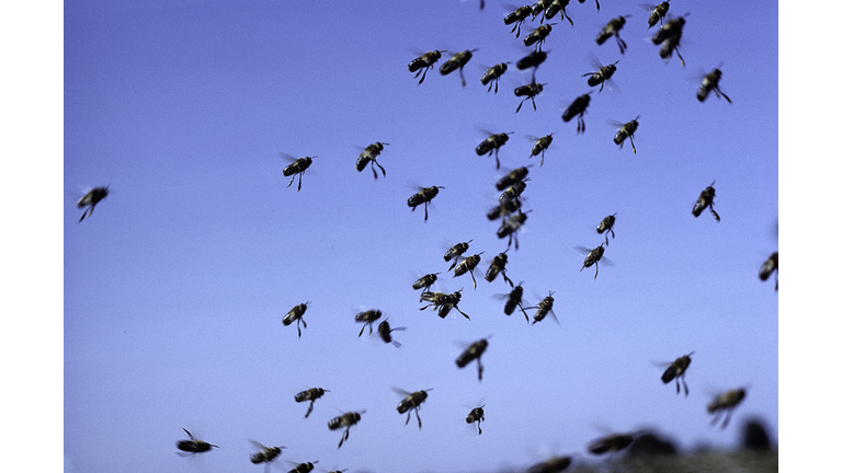 Apis mellifera (honey bee) - drone swarm flying at a mating site