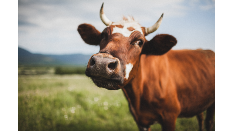 Funny portrait of cow close up