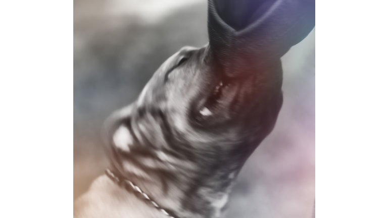 Defocused Image of Pit bull Attack Training. Close up