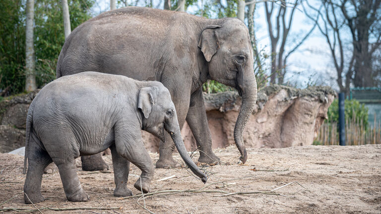 Indian Elephant and Calf