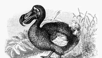 Scientists Are Trying To "De-Extinct" The Dodo 