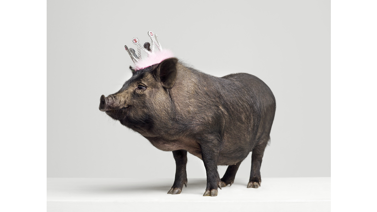 Pig with toy crown on head, studio shot
