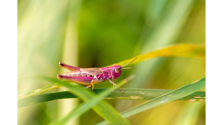 Tiny Pink Grasshopper Lady In Side View Portrait Closeup Ready To Jump Through The Fields