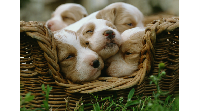 Spaniel puppies in a basket.