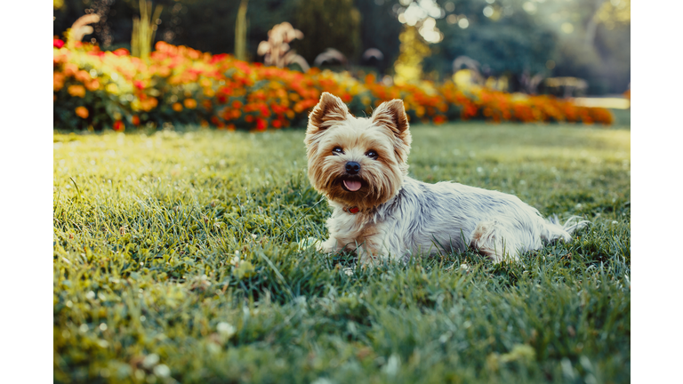 Beautiful Yorkshire Terrier Dog laying on the green grass