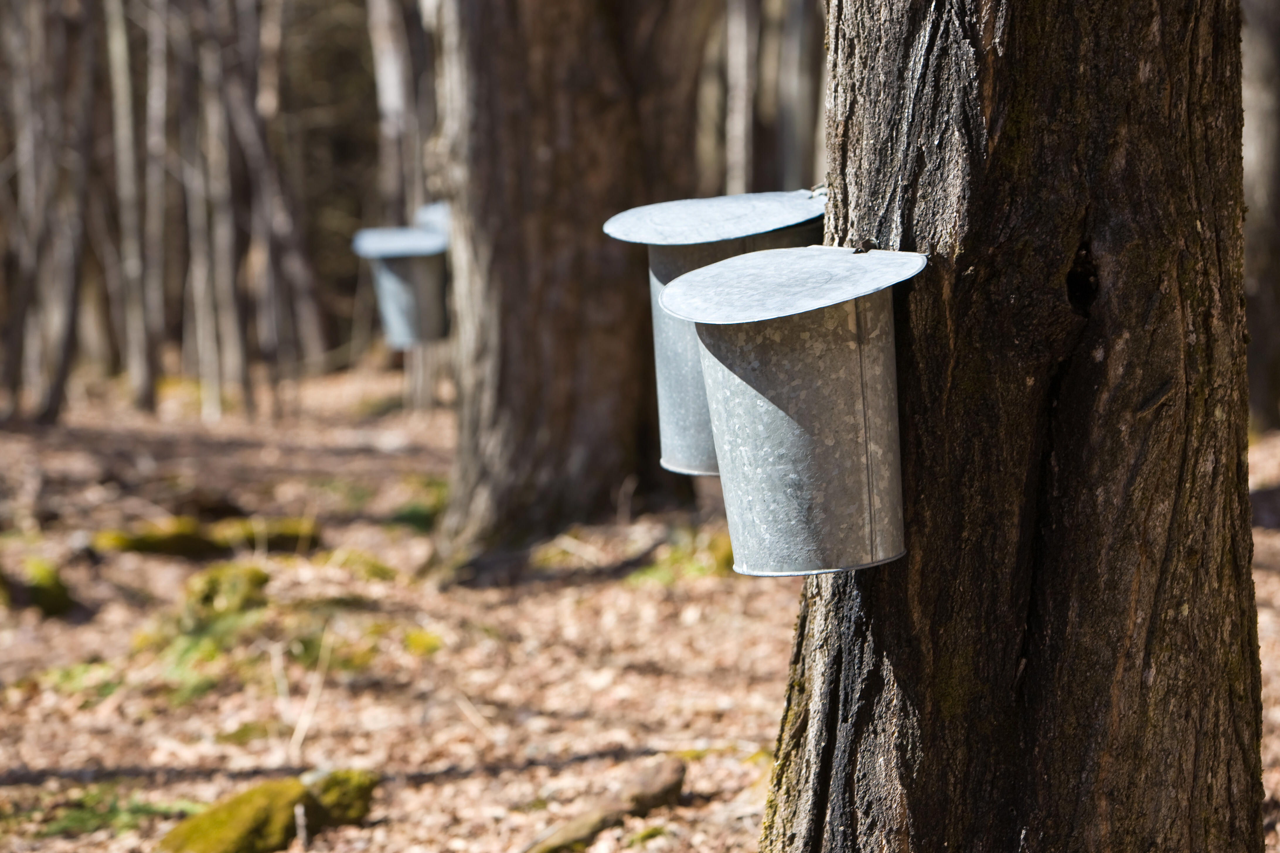 Maple Tree Tapping Season Thomas deHaas iHeart