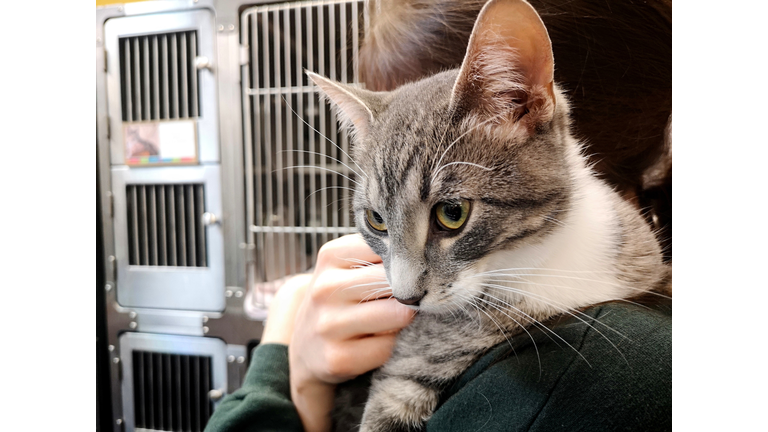 Close-Up Of Hand Holding Cat At Animal Shelter