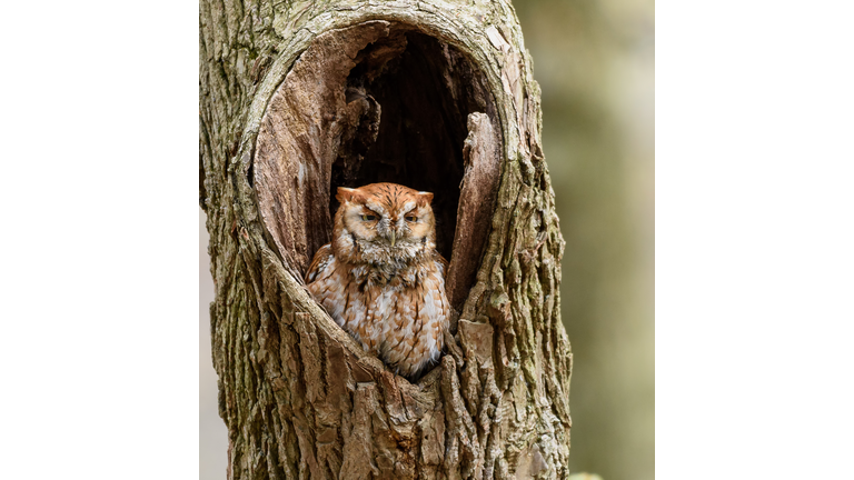 Screech Owl