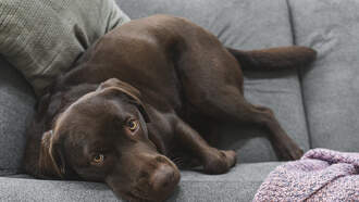 The commercial that made me cry during The Big Game