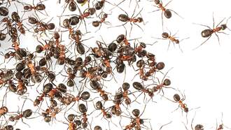 Brazilian Ant-Infested Cheese Is The Latest Food Success
