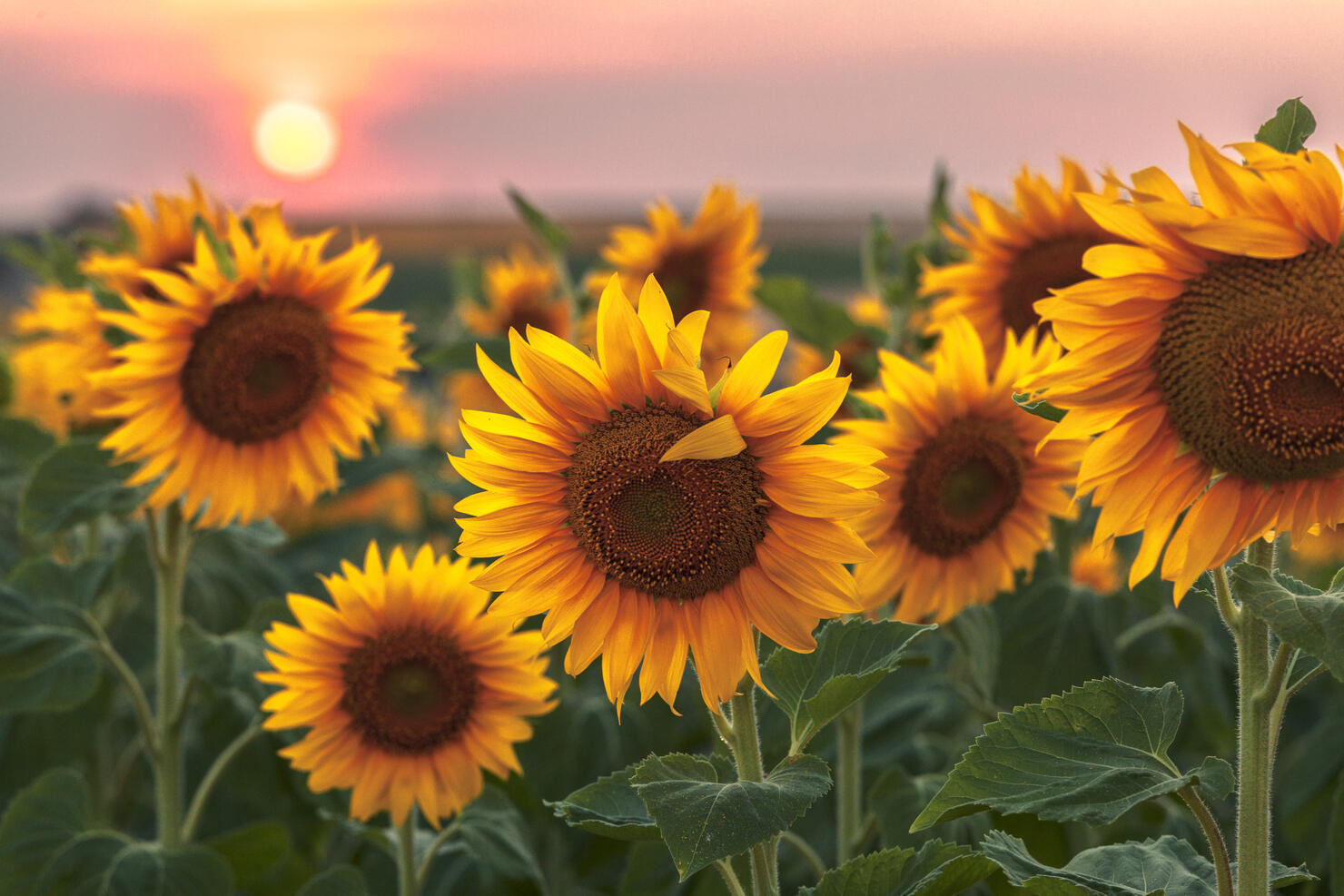 These Are Minnesota's Best Sunflower Fields iHeart