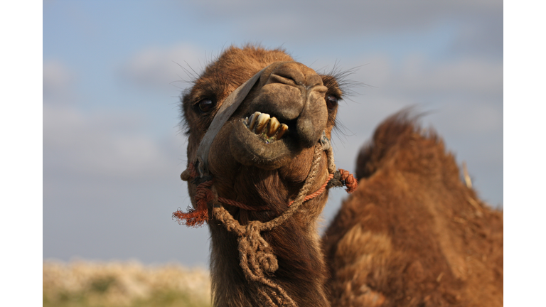 Funny Camel