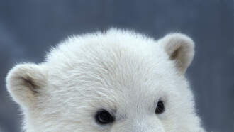 Polar Bear Cubs Live Cam