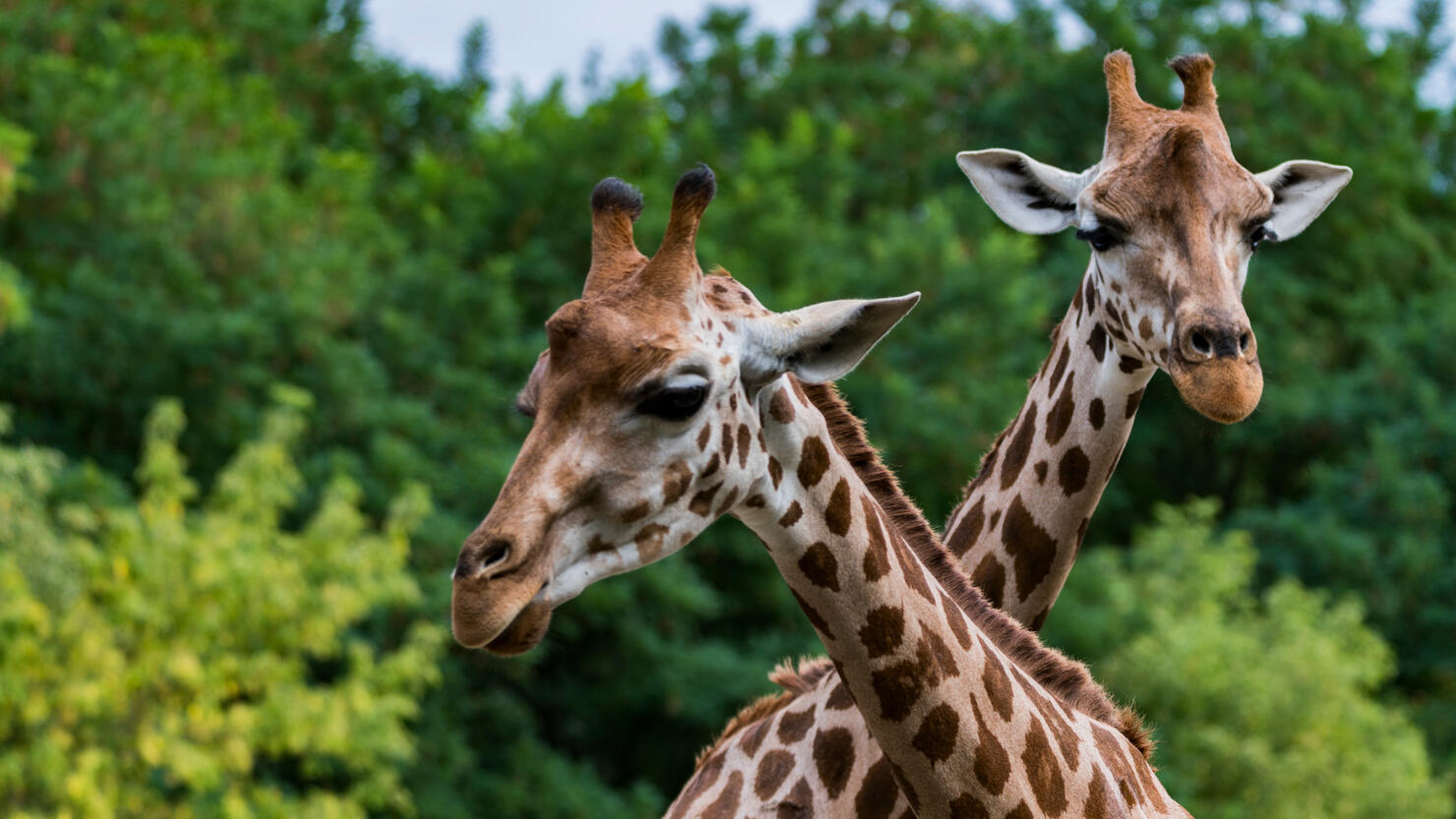 Giraffes Against Trees In Zoo