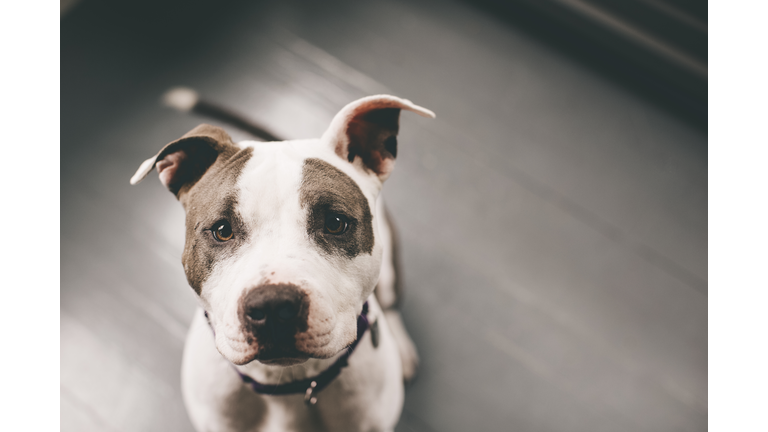 High angle view of pitbull sitting on floor at home