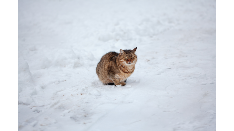 cat on snow