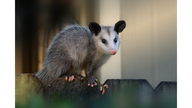 Young North American opossum (Didelphis virginiana) sits on a fence near the house.