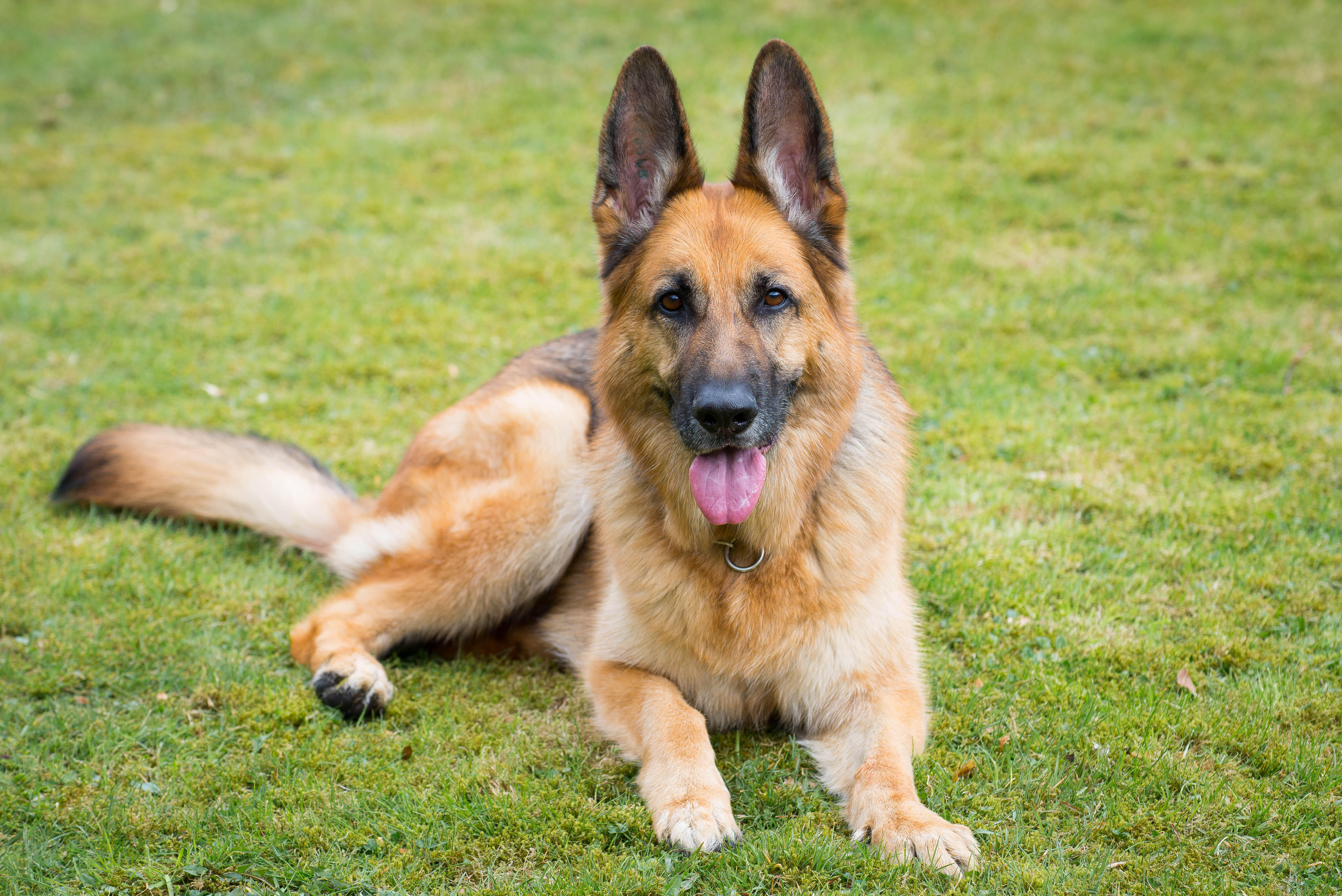 FEELS GOOD - German Shepherd Adopts Abandoned Ducklings | iHeart