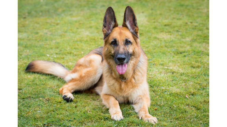 German shepherd resting on grass