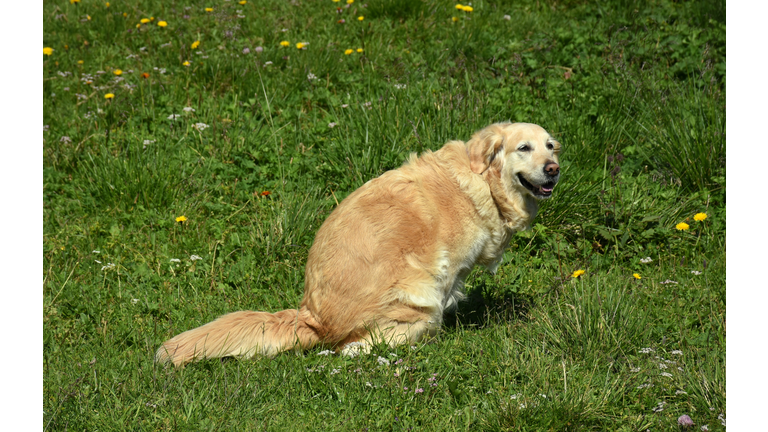 Happy purebred golden retriever pooping while looking at camera in Alpine landscape