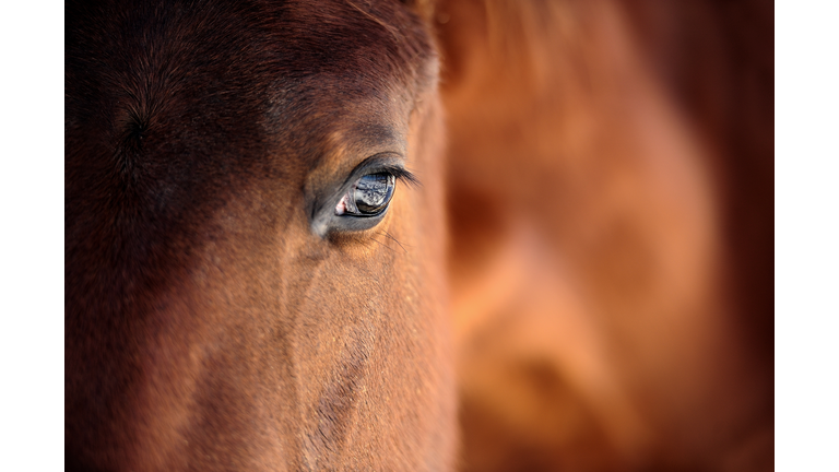 Horse in a Human Body