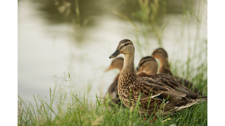 Ducks by a lake at sunset