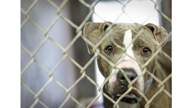 Homeless Pit Bull Dog in Cage at Shelter