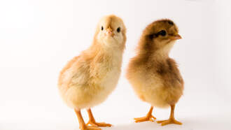 Look - Kitty relaxes with chicks 