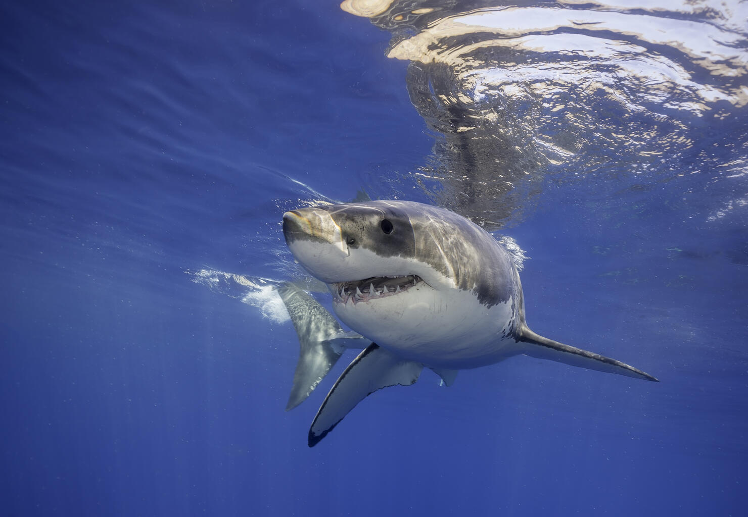 Great White Shark Bahamas