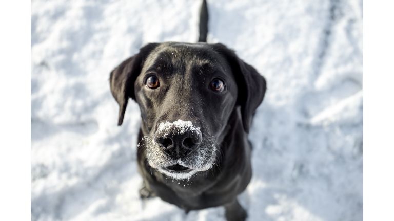 Labrador Sitting In Snow