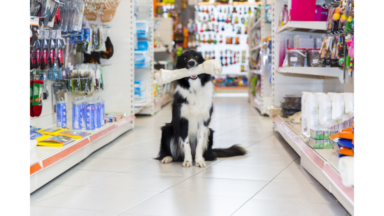 Cute Border Collie in pet store with big dog bone