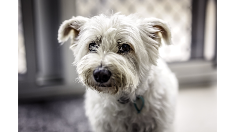 A photo of a white dog
