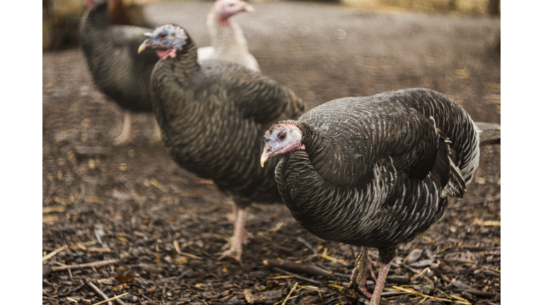 Four turkeys in a farm