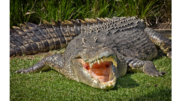 Huge 5-metre Saltwater Crocodile shows its teeth