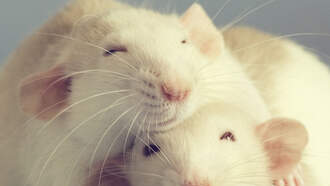 Rats Will Use Cannabis To Deal With Stress If It's Offered