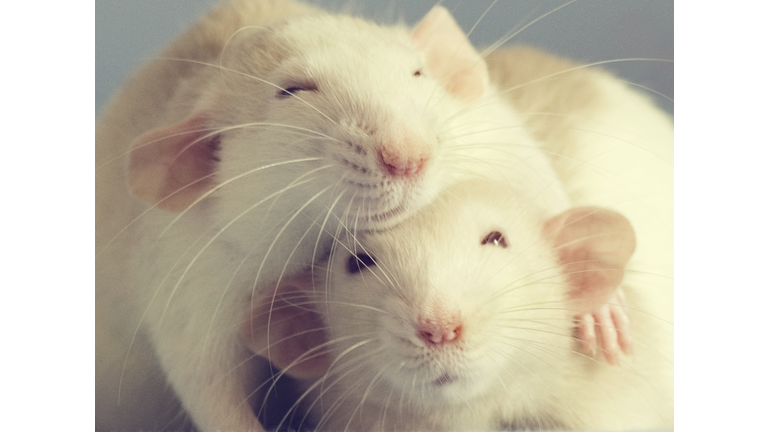 Two pet rats hugging