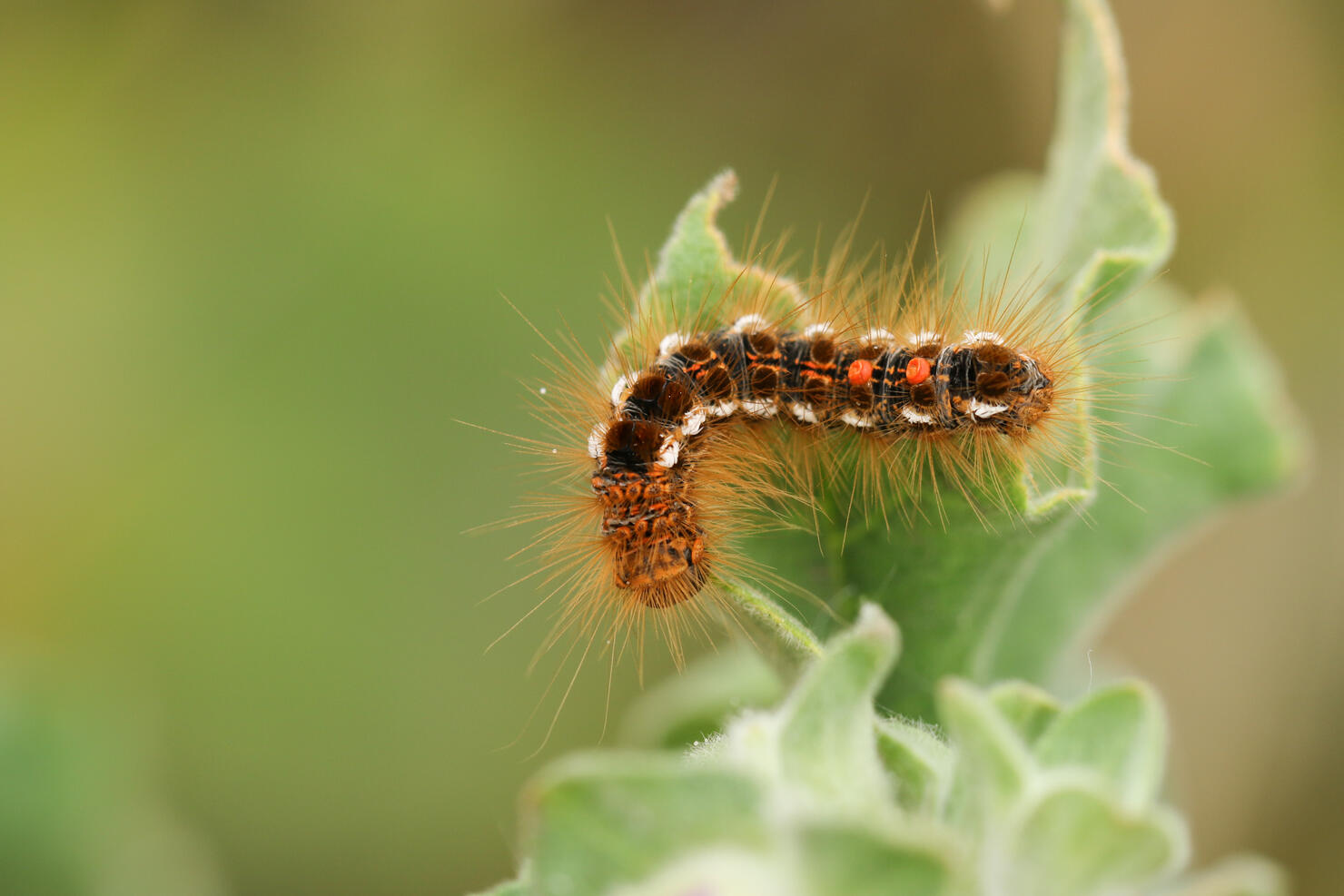 A Brown-tail Moth Caterpillar, Euproctis chrysorrhoea, feeding on a leaf.