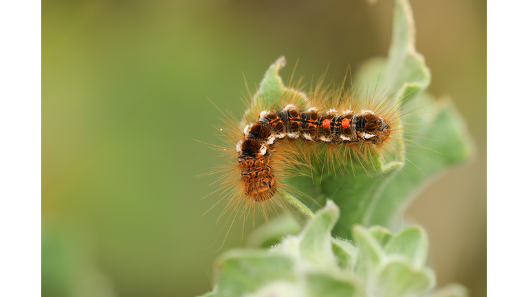 A Brown-tail Moth Caterpillar, Euproctis chrysorrhoea, feeding on a leaf.