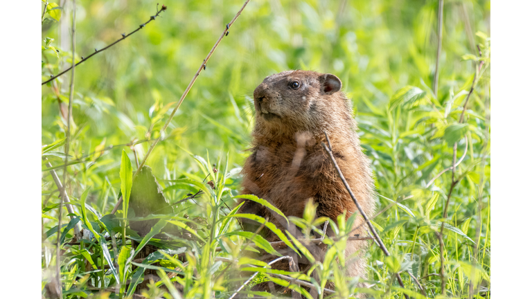 groundhog also known as woodchuck on the lookout