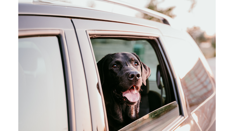 Close-Up Of Dog In Car