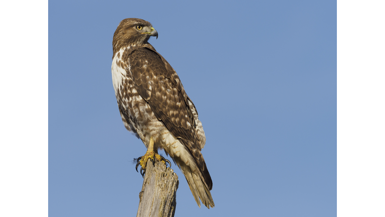 Immature Red-tailed Hawk Perched on Tree Snag Oregon Blue Sky