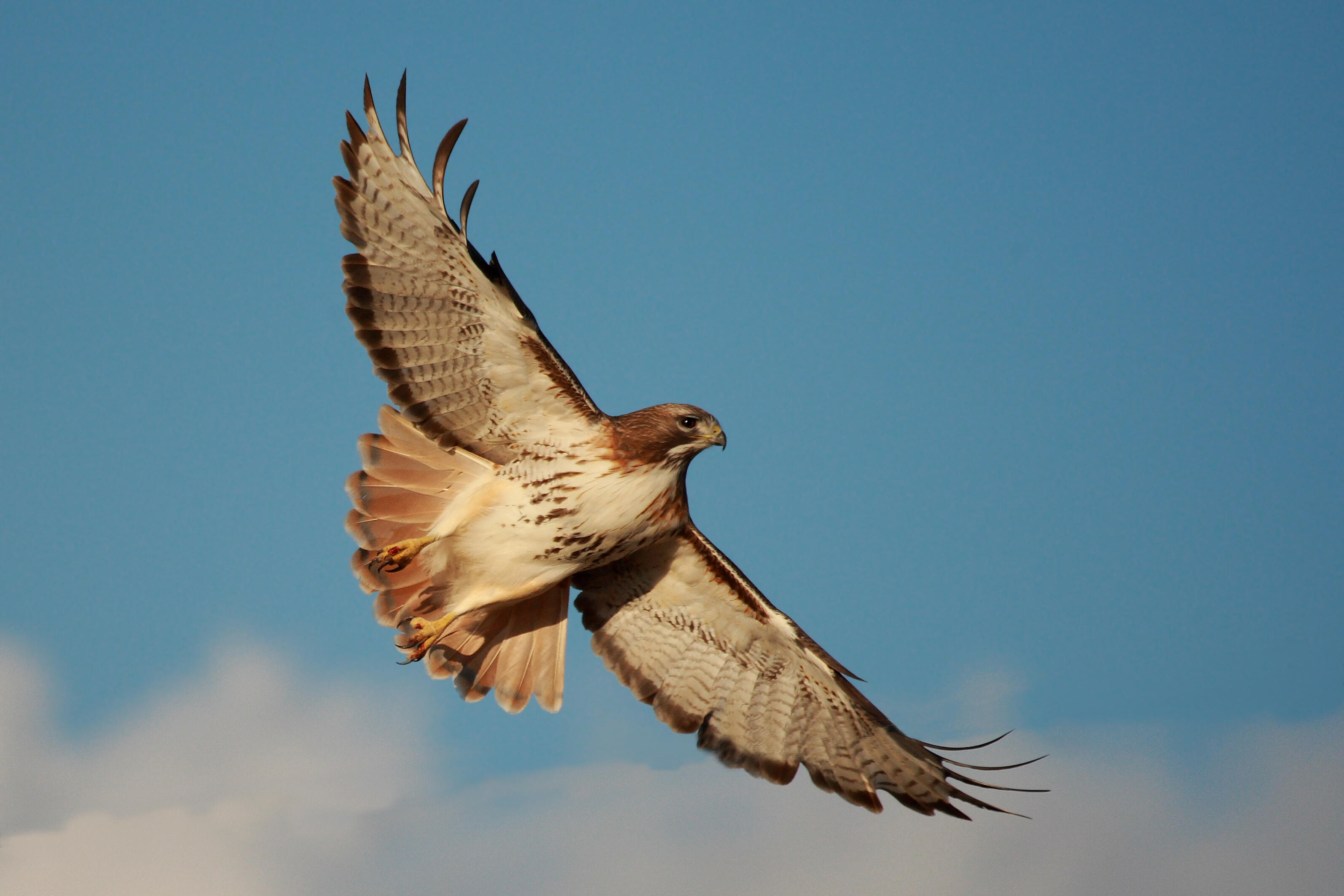 Mail Delivery Suspended to Neighborhood Due to Dive-Bombing Hawk | iHeart