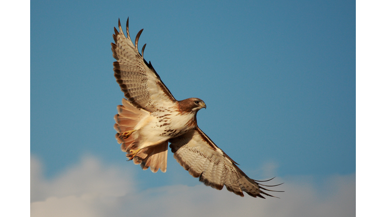 Red tailed Hawk soaring