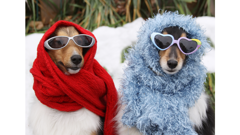 Two Shetland Sheepdogs wearing sunglasses and scarves out in the snow.