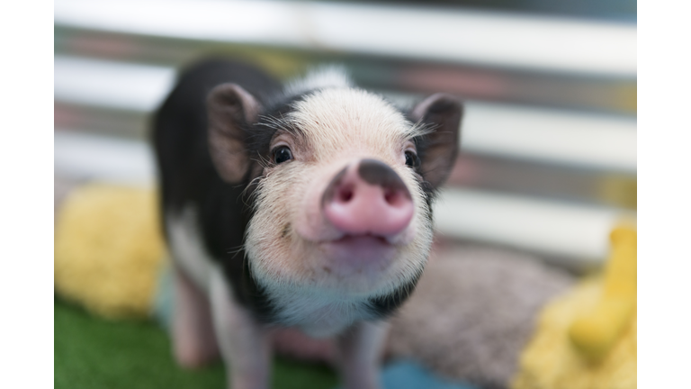 Cute baby piglet