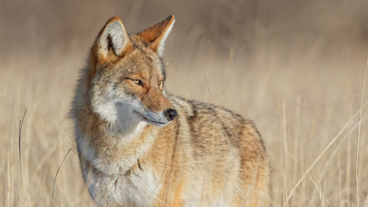 Coyotes Are On The Rise In New Jersey