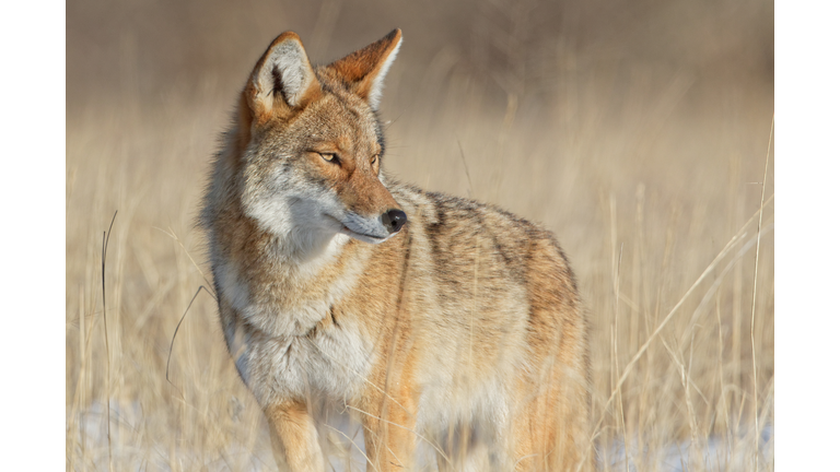 Alert Coyote Survey Surroundings In Beautiful Light