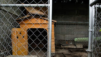 Update: Found Dog Reunited With Rightful Owners In Stark County