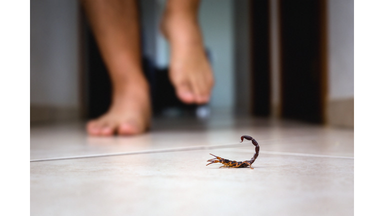 Scorpion indoors near a person. Person walking near a scorpion. Detection concept, brown or yellow scorpion, poisonous sting.