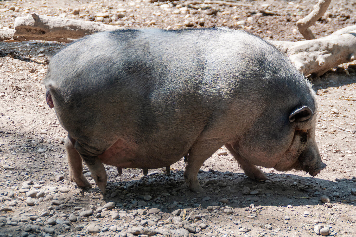 Very lazy, cute and beautiful pot-bellied pig